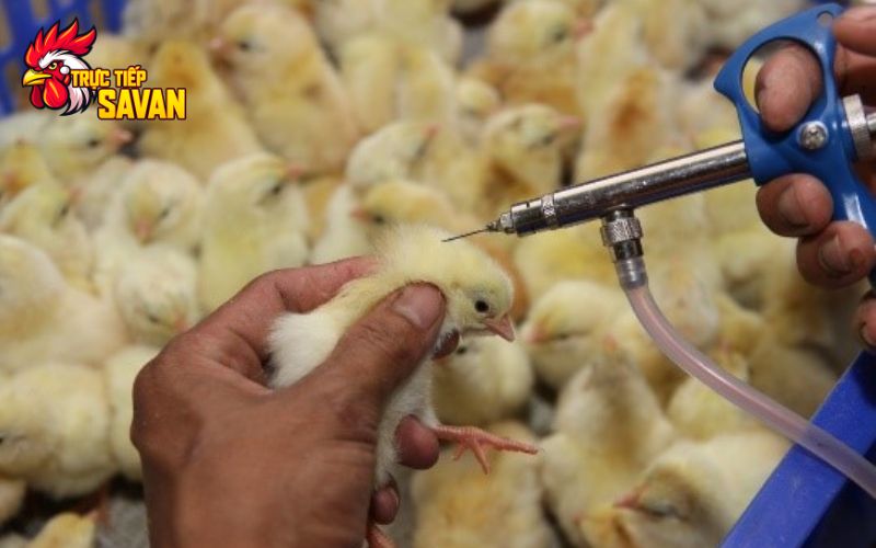 Biện pháp phòng bệnh sưng phù đầu 