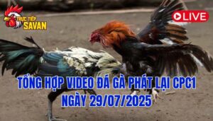 Phát Lại Đá Gà CPC1 Trực Tiếp Ngày 29/07/2025